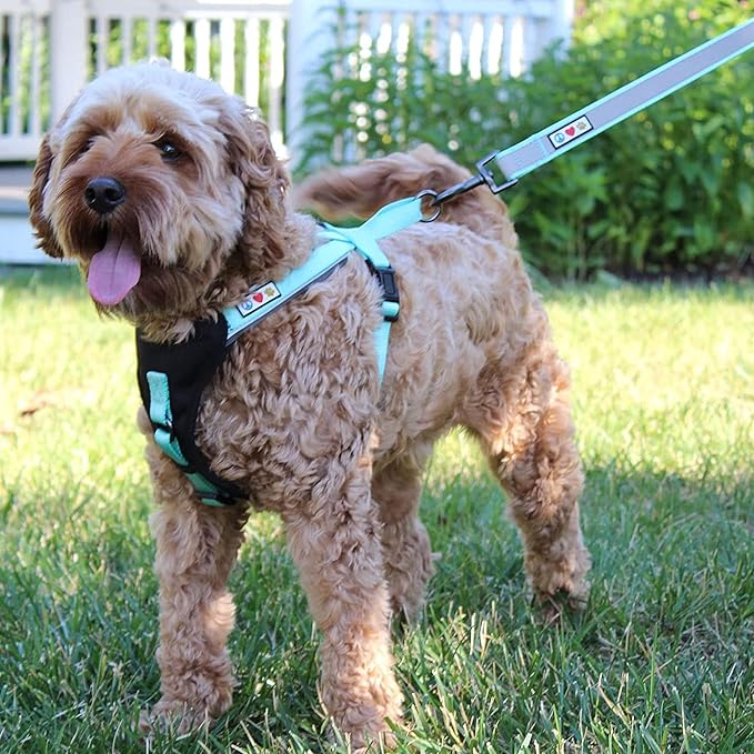 Pawtitas 6 FT Padded Dog Leash with Comfortable Neoprene Padding Handle - Red Lead | Medium Reflective Dog Leash with Highly Reflective Band Perfect for Medium and Large Dogs and Puppies.
