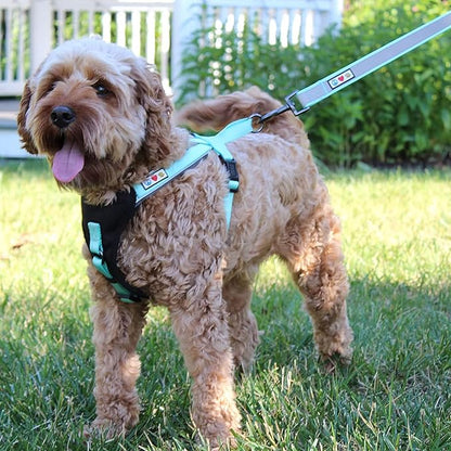 Pawtitas Personalized Orange Dog Leash 6 ft Custom ID Lead for Dogs & Puppies Reflective Comfortable Padded Handle Embroidered Name & Phone Number