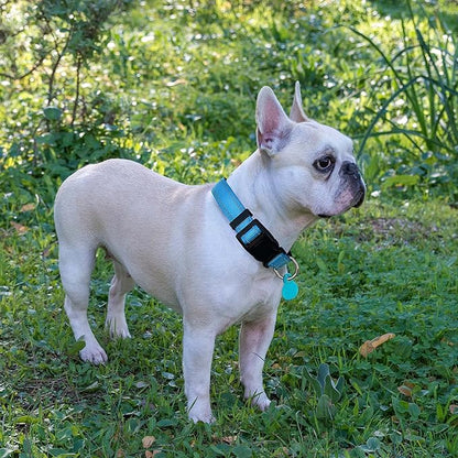 Ladoogo Reflective Dog Collar Padded with Soft Neoprene Breathable Adjustable Nylon Dog Collars for Small Medium Large Dogs (Small (Pack of 1), Vivid Blue Collar+Leash)
