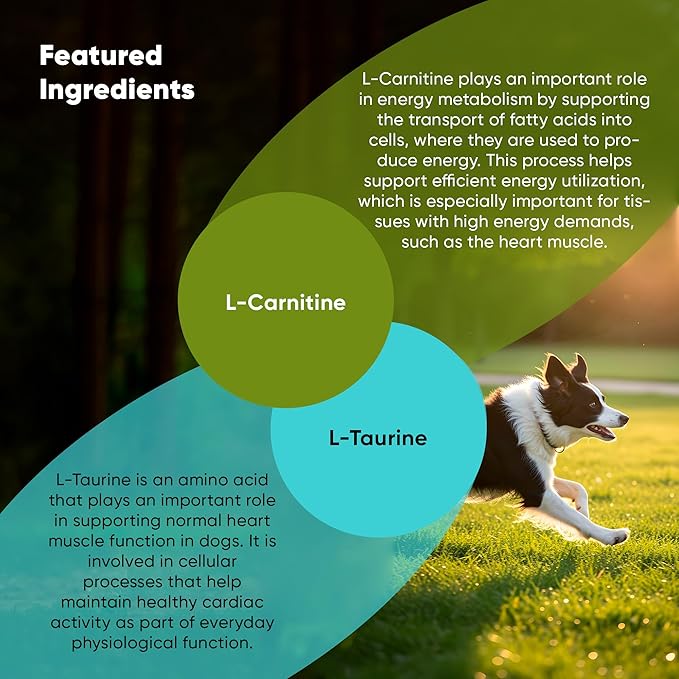 Rooted Owl Cardio Support - L-Taurine and L-Carnitine Supplement for Dogs - Cardiovascular and Heart Health Supplements for Dogs - 60/ct