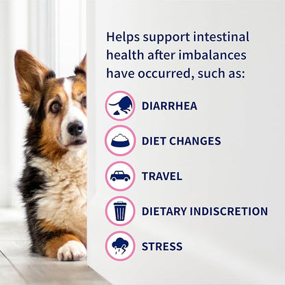 Nutramax Proviable Probiotics for Dogs, Daily Digestive Health Supplement with Multiple Strains of Bacteria, Dog Probiotics Plus Prebiotics, 60 Chewable Tablets,(Pack of 2)