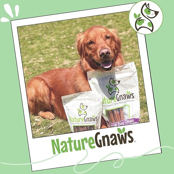 Nature Gnaws Large Bully Sticks for Dogs 11-12" (10 Count) - Thick Long Lasting for Aggressive Chewers and Large Dogs - Natural Beef Dog Chew Bones