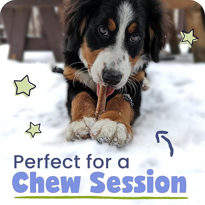 Pawstruck All-Natural 6" Bully Stick Springs for Dogs - Fun, Challenging, Rawhide-Free, 100% Beef, Single Ingredient Chew Bones - Fully Digestible, Low Odor - 3 Pack - Packaging May Vary