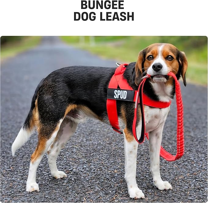 Dog Friendly Co. Bungee Dog Leash | Strain Free & Shock Resistant for Control | Neoprene Padded Handle, Heavy-Duty Carabiner Clip, and D-Ring | Red, Size Regular