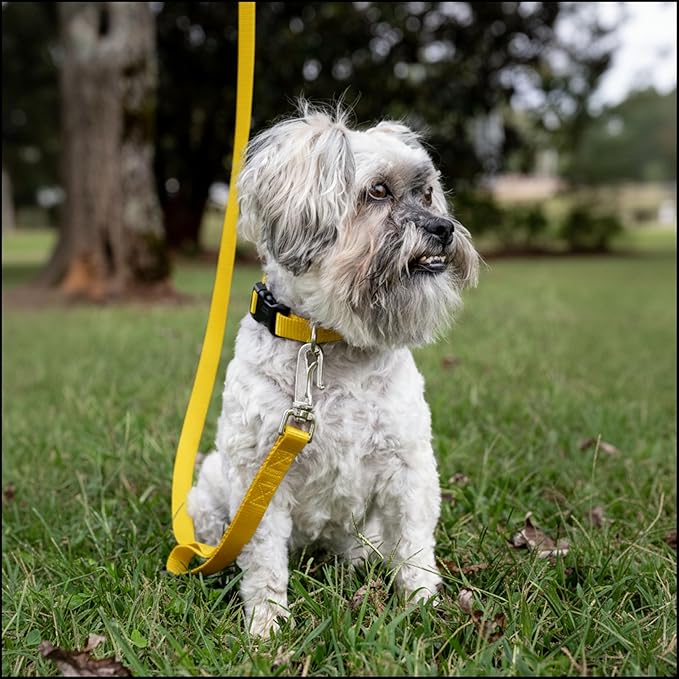Country Brook Petz - Everyday Nylon Dog Collar for Large, Medium, and Small Dogs and Puppies - for Everyday Use in 15+ Cool Colors (Medium, 3/4 Inch Wide, Yellow)