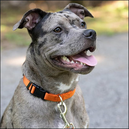 Country Brook Petz - Everyday Nylon Dog Collar for Large, Medium, and Small Dogs and Puppies - for Everyday Use in 10+ Warm Colors (Medium, 3/4 Inch Wide, Orange)