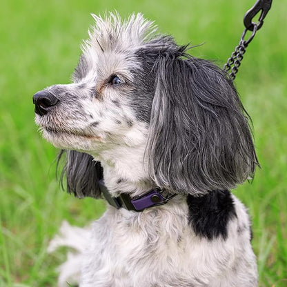 Herm Sprenger Black Stainless Steel Dog Collar with Quick Release ClicLock Buckle O-Ring Biothane Insert Training Collar Made in Germany (Violet Purple, 16in x 2.25mm(Neck Size up to 13-14in))