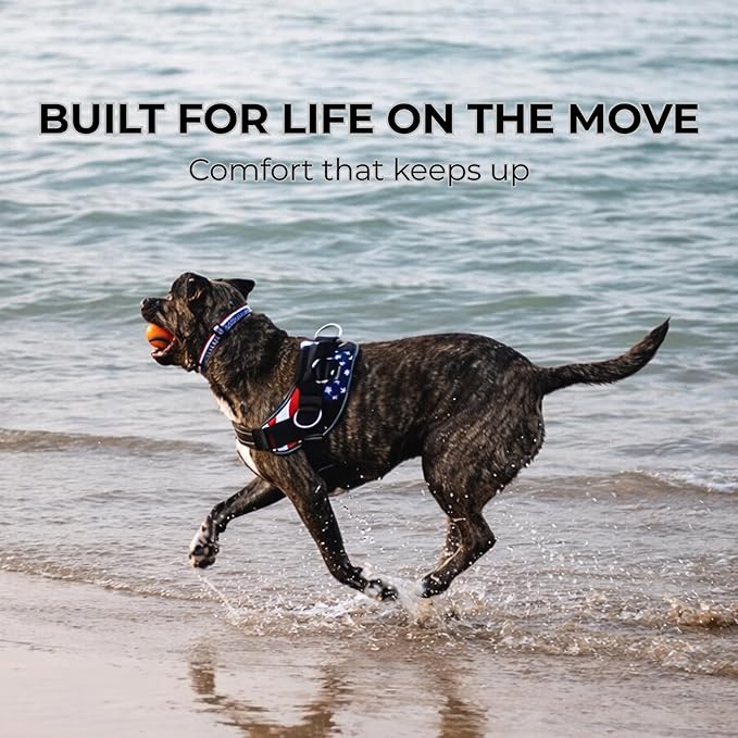 ShawnCo Essential Dog Harness, No-Pull Pet Vest with 3 Leash Clips, No Choke, Reflective, Adjustable and Padded, for Easy Walking and Training for Small, Medium and Large Dogs (Pacific Blue, XL)
