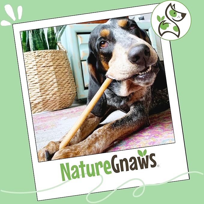 Nature Gnaws Bully Sticks for Dogs 11-12" (8oz) - Mixed Thickness - Long Lasting for Aggressive Chewers and Large Dogs - Natural Beef Dog Chew Bones