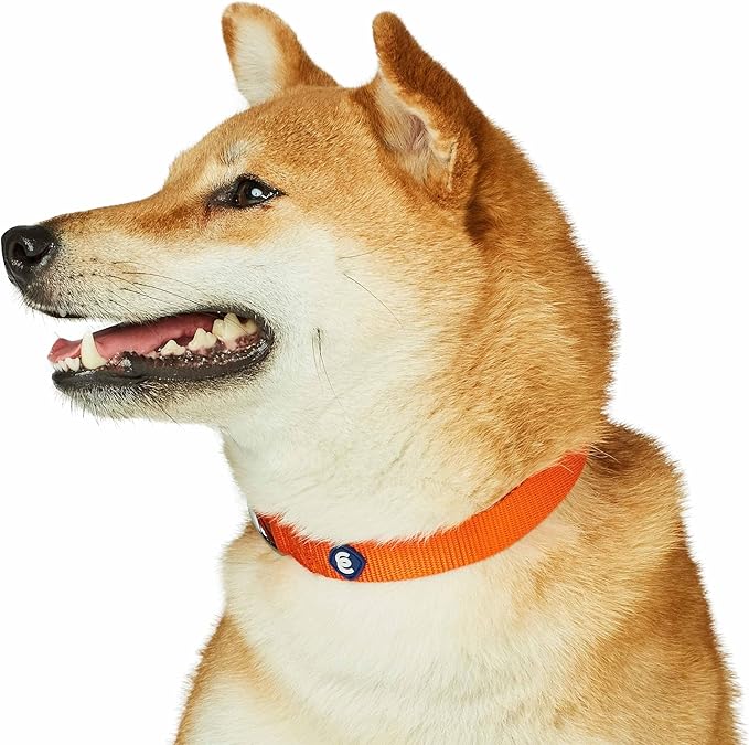 Blueberry Pet Essentials Matching Dog Collar and Leash Set in Orange Vermilion, Adjustable Classic Solid Color Nylon Collar with 4 ft Leash for Large Dogs