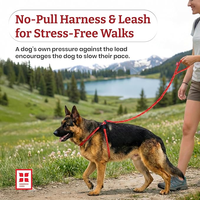 Harness Lead No Pull Dog Harness and Leash Set, Anti Pull Dog Harness, One-Piece Cushioned Rope Safely Prevents Escaping and Pulling (Medium/Large, Purple/Turquoise)