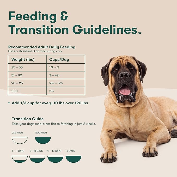 Jinx Premium Dry Dog Food for Large Dogs - Adult Dog Food with Real Beef, Brown Rice & Sweet Potato Kibble with Antioxidants for Joint Health, Mobility & Immune Support - No Fillers - 11.5lb