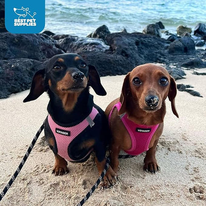Best Pet Supplies Voyager Step-in Air Harness - All Weather Mesh, Reflective, No Pull Harness for Dogs, Cats - Secure with Hook & Loop Fastener, Buckle, Double D-Rings - Fuchsia, XL