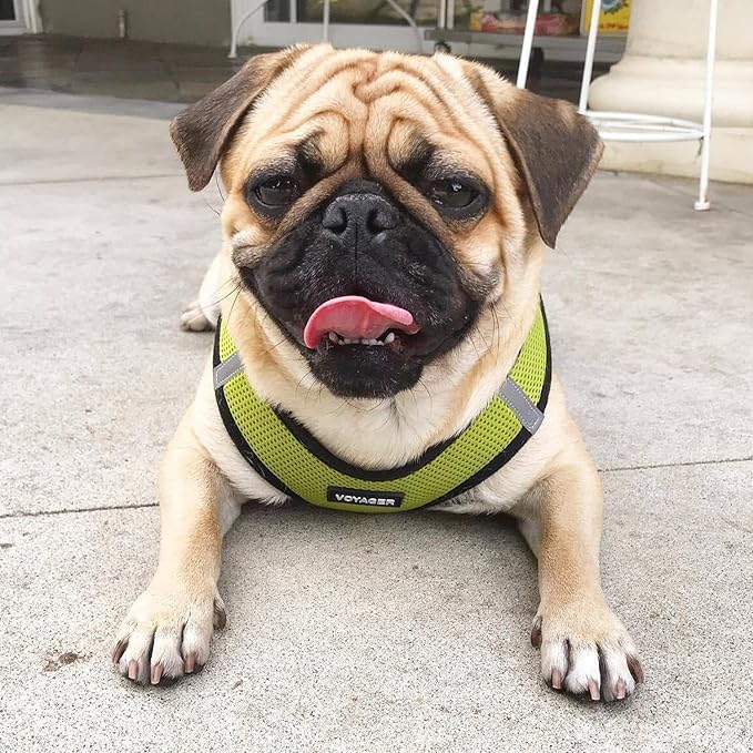 Best Pet Supplies Voyager Step-in Air All Weather Mesh Harness and Reflective Dog 5ft Leash Combo with Neoprene Handle, for Small, Medium and Large Breed Puppies - Set (Lime/Black Trim), X-Small