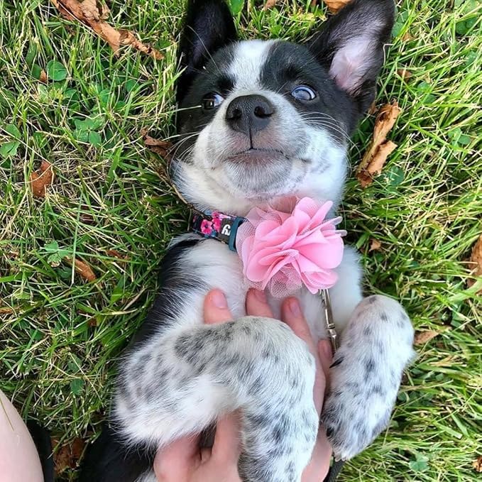 Blueberry Pet Made Well Elegant Floral Print Adjustable Dog Collar in Sleek Black with Pink Artificial Silk Flower, Medium, Neck 14.5"-20"