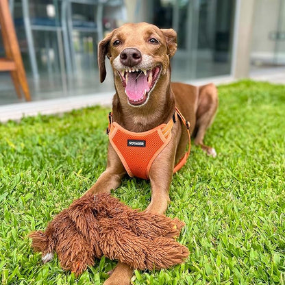 Best Pet Supplies Voyager Adjustable Step-in Flex Breathable Mesh Dog Harness for Small Medium Large Dogs (Orange), M