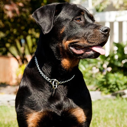Chain Collar for Dogs, Metal Slip Link Training Heavy Duty Dog Collar Martingale Puppy Collars for XS Small Medium Large Big XL Breed Dogs (Silver, XXS