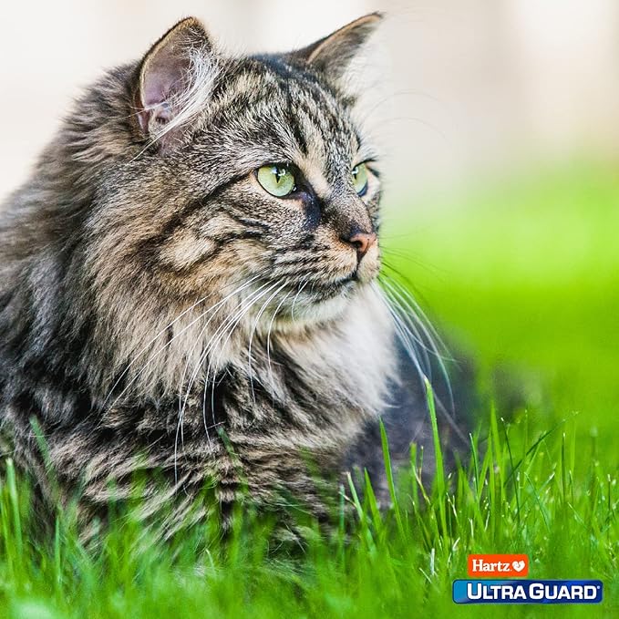 Hartz UltraGuard Plus Cat Flea & Tick Spray, 8 oz (Pack of 2)