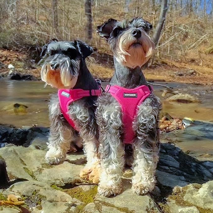Best Pet Supplies Voyager Adjustable Step-in Flex Breathable Mesh Dog Harness for Small Medium Large Dogs Leash Set (Fuchsia), L