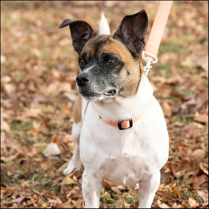 Country Brook Petz - Everyday Nylon Dog Collar for Large, Medium, and Small Dogs and Puppies - for Everyday Use in 10+ Warm Colors (Extra Large, 1 Inch Wide, Coral)