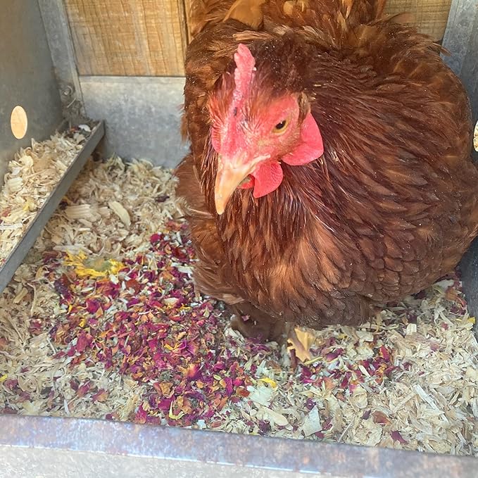 WormBGone Premium Backyard Chicken Nesting Herbs with Chili, Wormwood, Calendula, Rose Petals, Basil, Rosemary (1 Pound)