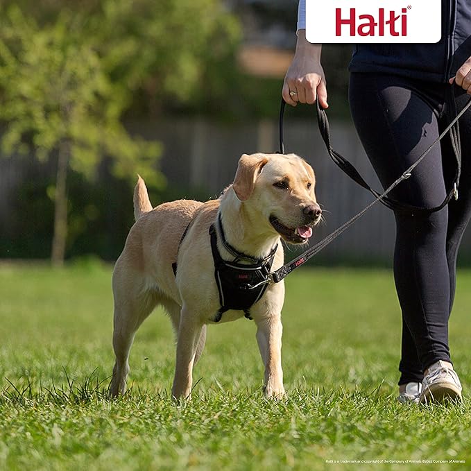 Halti No Pull Harness & Halti Training Leash Size Large, Black Combination Pack - Stop Your Dog Pulling on The Leash. Adjustable, Lightweight and Easy to Use. Suitable for Large Dogs