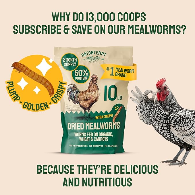 Hatortempt Bulk Dried Mealworms - 10 Lb Bag - Non-GMO Dried Mealworms for Chickens, Ducks & Wild Birds - High-Protein Chicken Feed & Bird Food