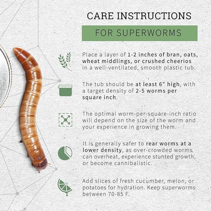 200 Count Live Superworms Large with 2-Day Shipping