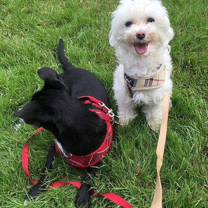 PUPTECK Soft Mesh Dog Harness and Leash Set Pet Puppy Cat Comfort Padded Vest No Pull Harnesses, Red, L