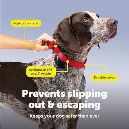 PetSafe Adjustable Martingale Collar - Only Tightens When Dogs Pull, Prevents Slipping Out - Helps with Strong Pullers, Increased Control - Alternative to Choke Collar - 1", Medium, Royal Blue