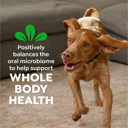 Greenies Veterinarian-Recommended Adult Natural Dental Dog Treats Regular Size, Dog Dental Chews, Original Flavor, 12 oz. Pack, 12 Count