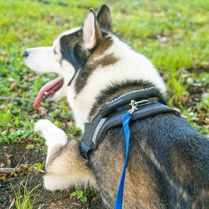Hi Kiss Dog/Puppy Obedience Recall Training Agility Lead - 15ft 20ft 30ft 50ft 100ft Training Leash - Great for Training, Play, Camping, or Backyard Blue 100 Feet