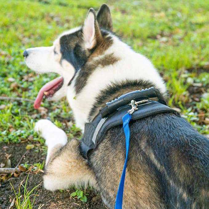 Hi Kiss Dog/Puppy Obedience Recall Training Agility Lead/ Leash - 15ft 20ft 30ft 50ft 100ft - Great for Play, Camping, or Backyard - Black