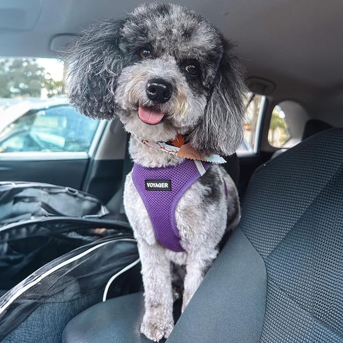 Best Pet Supplies Voyager Step-in Air Harness - All Weather Mesh, Reflective, No Pull Harness for Dogs, Cats - Secure with Hook & Loop Fastener, Buckle, Double D-Rings - Purple, S