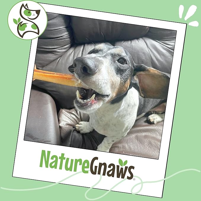 Nature Gnaws Small Bully Sticks for Dogs 5-6" (5 Count) - Long Lasting for Light Chewers and Puppies - Natural Thin Beef Dog Chew Bones - Rawhide Free
