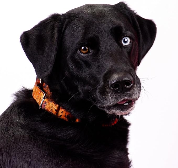 Country Brook Petz - Orange Sunset Camo Martingale Dog Collar and Leash - Military and Camo Collection Featuring Rugged Designs (1/2 Inch, Extra Small)