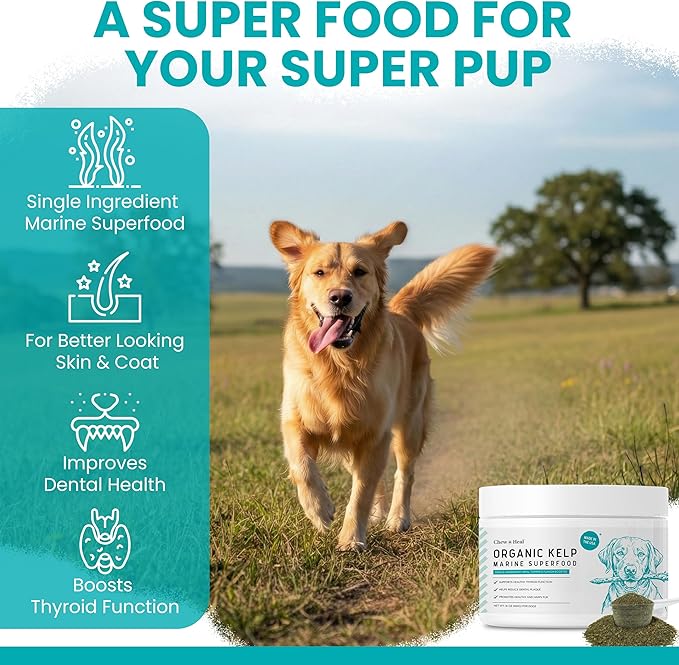 Kelp Supplement for Dogs - 16 oz of Kelp Powder Granules with 5cc Spoon - Good for Healthy Thyroid Function, Reduce Dental Plaque, and Skin Health - Made in the USA