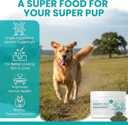 Sea Kelp Powder for Dogs - Thyroid, Dental & Plaque Support, Skin & Coat - Chew + Heal Labs Iodine-Rich 4 oz Kelp Supplement, Digestion & Immune, Seaweed Meal Topper with 5cc Spoon, Made in USA