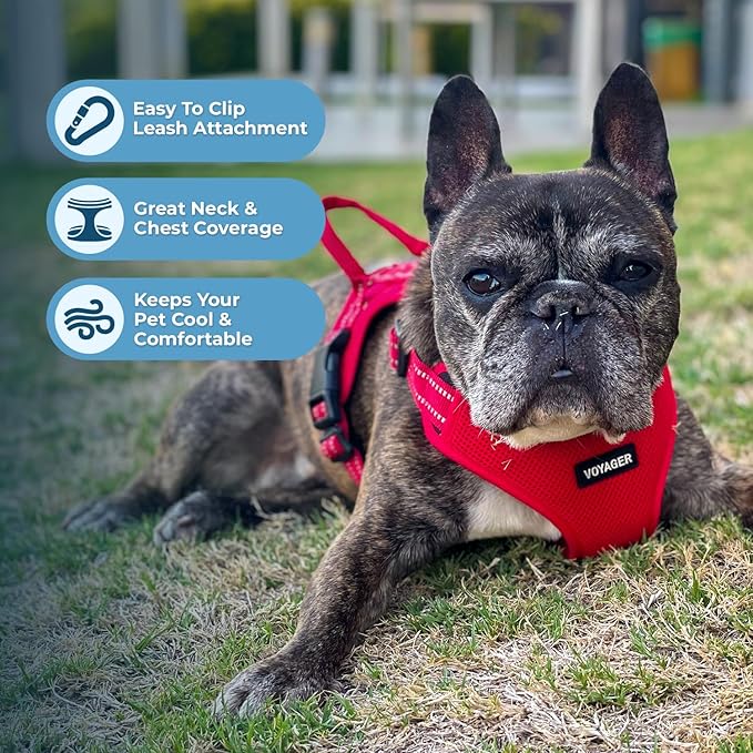 Best Pet Supplies Voyager Adjustable Step-in Flex Breathable Mesh Dog Harness for Small Medium Large Dogs Leash Set (Red), L