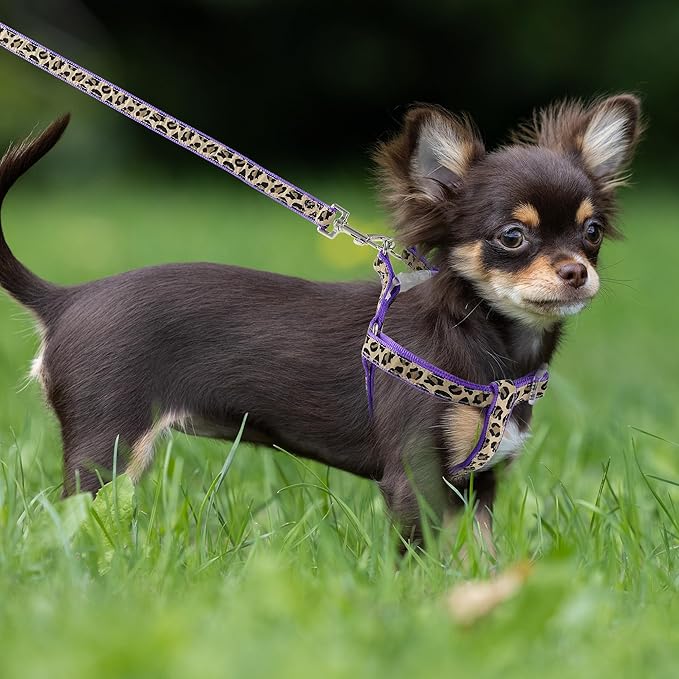 Mile High Life Leopard Dog Harness Collar Leash Set, Adjustable No Pull Dog Halter Harness for Small Breed Dogs, Easy Control for Training Walking (Black, XS Chest 9"-15", Neck 8"-12")
