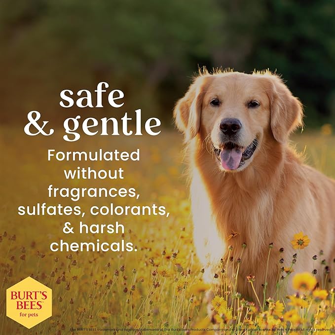 Burt’s Bees for Pets Oatmeal Dog Shampoo with Honey, Soothing Dog Shampoo for Itchy and Sensitive Skin, pH Balanced Formula That Gently Cleans and Moisturizes Dog Coats, 16 Fl Oz - 2 Pack