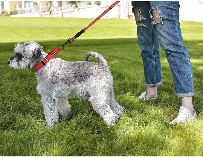 haapaw 2 Packs Martingale Dog Collar with Quick Release Buckle Reflective Dog Training Collars for Small Medium Large Dogs (Large, Purple/Purple)