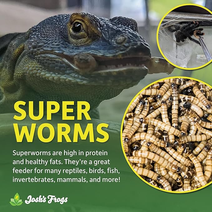 Josh's Frogs Superworms (50 Count)