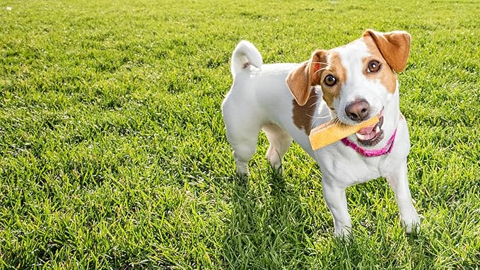 peaksNpaws Himalayan Dog Chews, High Protein Yak Cheese, Lactose Free, Natural Pet Treat, Long Lasting Chew Stick for Aggressive Chewers Under 15 lbs, 10 Small Sticks, 100% Eco-Friendly Packaging