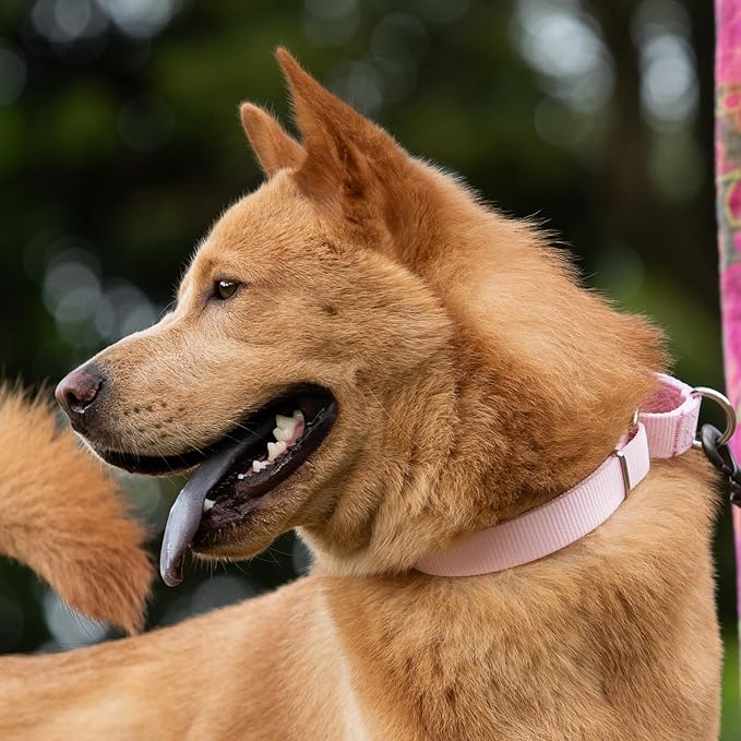 Hyhug Martingale Dog Collar Medium Pink |Escape - Proof Heavy Duty Nylon Durable No Slip, Ideal for Training & Daily Walks