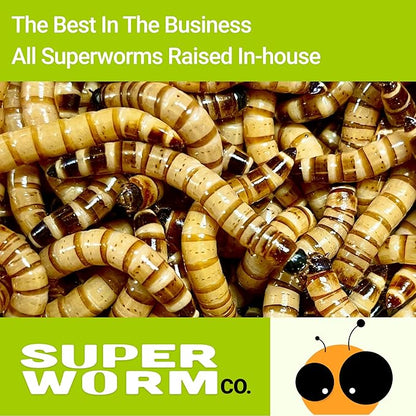 Live Superworms - 200 Large 1.75"- 2"+ - Live Arrival Guaranteed (Hold for Pickup)