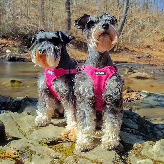 Best Pet Supplies Voyager Adjustable Step-in Flex Breathable Mesh Dog Harness for Small Medium Large Dogs (Fuchsia), M