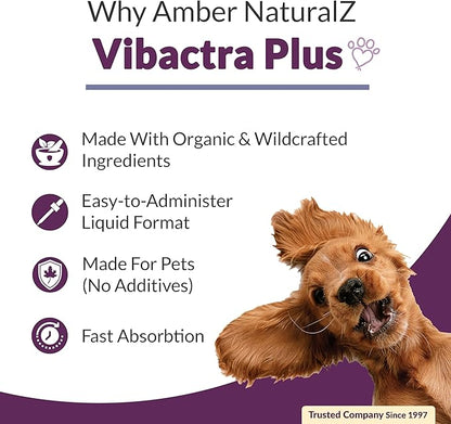 Amber NaturalZ Vibactra Plus Herbal Supplement for Dogs, Cats, Birds, Guinea Pigs, and Rabbits | Herbs for Immune Health and Yeast Balance | 1 Fluid Ounce Glass Bottle