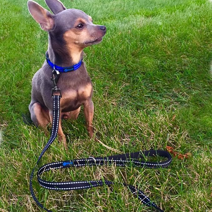 Max and Neo Small Dog Leash - Reflective Nylon, Donates to Dog Rescue (Pink, 4x5/8)