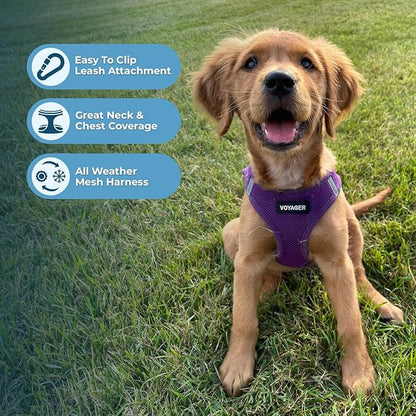 Best Pet Supplies Voyager Step-in Air Harness - All Weather Mesh, Reflective, No Pull Harness for Dogs, Cats - Secure with Hook & Loop Fastener, Buckle, Double D-Rings - Purple, XXXS